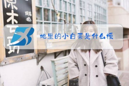 地里的小白菜是什么梗