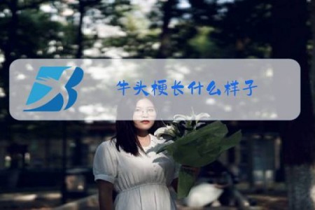 牛头梗长什么样子