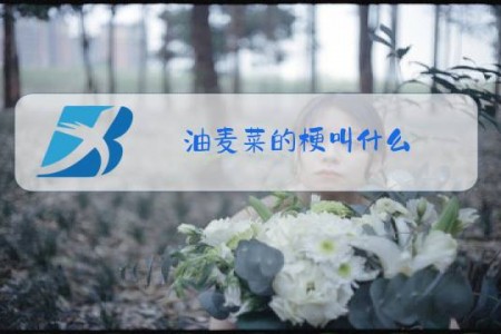 油麦菜的梗叫什么